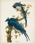 Picture of PL 96 COLUMBIA JAY