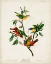 Picture of PL 53 PAINTED FINCH