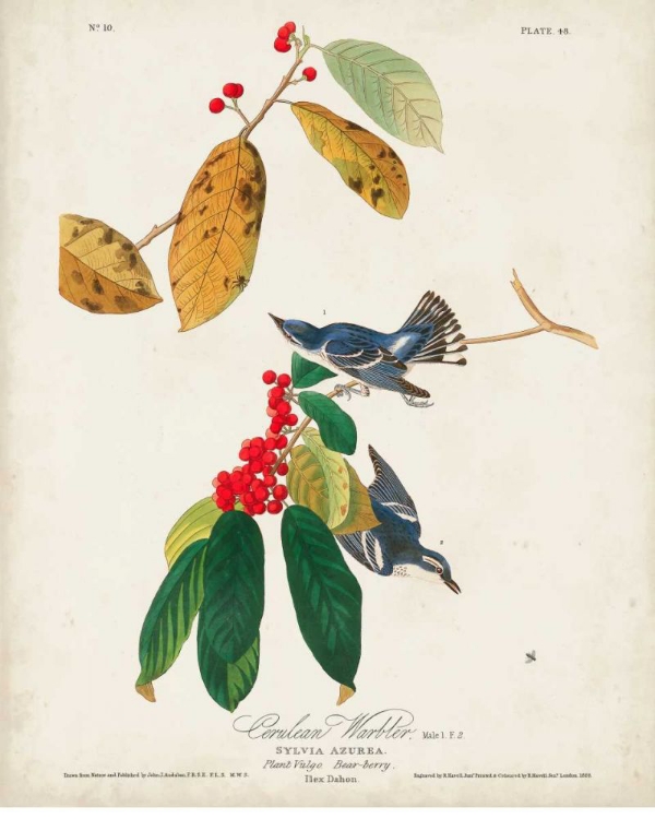 Picture of PL 48 CERULEAN WARBLER