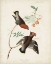 Picture of PL 363 BOHEMIAN CHATTERER
