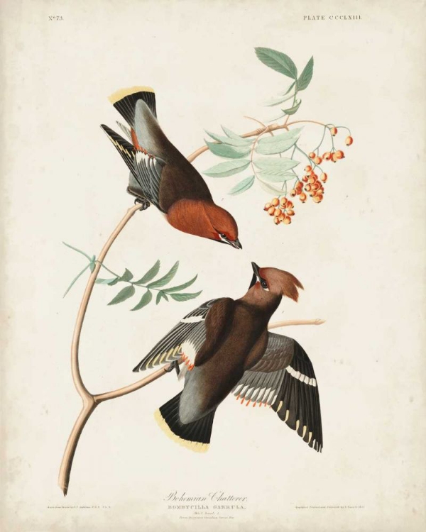 Picture of PL 363 BOHEMIAN CHATTERER