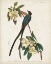 Picture of PL 168 FORK-TAILED FLYCATCHER