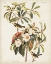 Picture of PL 185 BACHMANS WARBLER