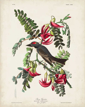 Picture of PL 170 PIPIRY FLYCATCHER
