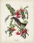 Picture of PL 170 PIPIRY FLYCATCHER