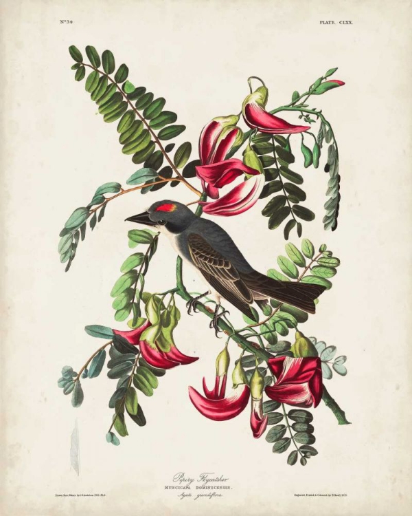 Picture of PL 170 PIPIRY FLYCATCHER