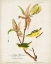 Picture of PL 38 KENTUCKY WARBLER