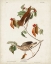 Picture of PL 73 WOOD THRUSH