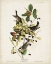Picture of PL 133 BLACK POLL WARBLER