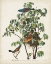 Picture of PL 122 BLUE GROSBEAK