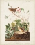 Picture of PL 193 LINCOLN FINCH