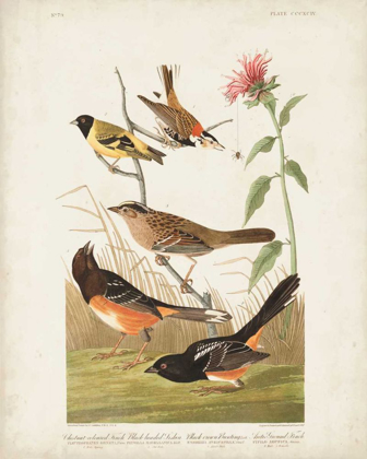 Picture of PL 394 CHESTNUT COLOURED FINCH