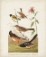 Picture of PL 394 CHESTNUT COLOURED FINCH