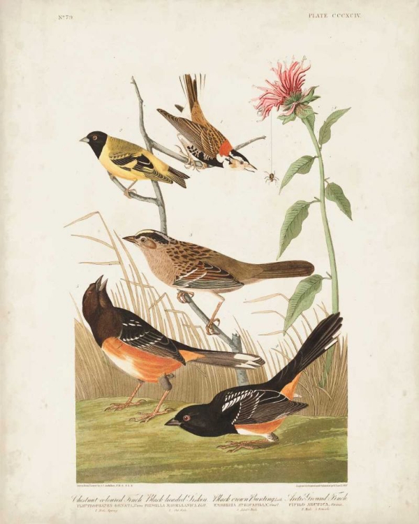 Picture of PL 394 CHESTNUT COLOURED FINCH