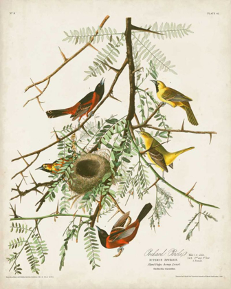 Picture of PL 42 ORCHARD ORIOLE