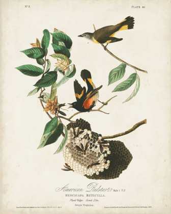 Picture of PL 40 AMERICAN REDSTART