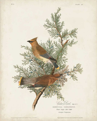 Picture of PL 43 CEDAR BIRD