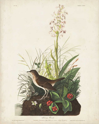 Picture of PL 164 TAWNY THRUSH
