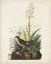 Picture of PL 164 TAWNY THRUSH