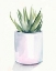 Picture of POTTED SUCCULENT III