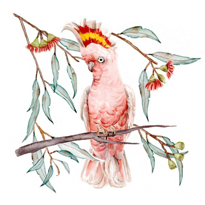 Picture of PINK COCKATOO I