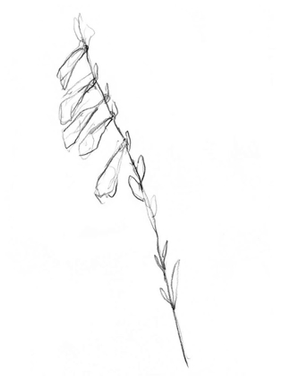 Picture of STEM CONTOUR VI