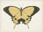 Picture of BEAUTIFUL BUTTERFLY I