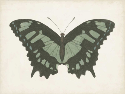 Picture of BEAUTIFUL BUTTERFLY II