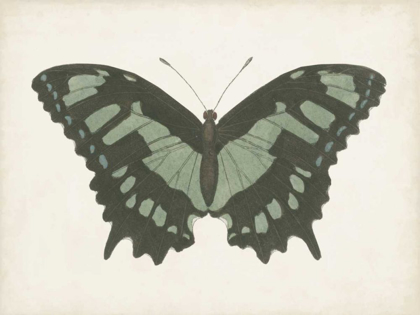 Picture of BEAUTIFUL BUTTERFLY II