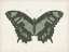 Picture of BEAUTIFUL BUTTERFLY II
