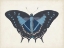 Picture of BEAUTIFUL BUTTERFLY III