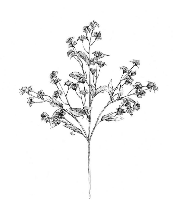 Picture of FIELD FLOWER IV