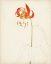Picture of WATERCOLOR BOTANICAL SKETCHES I