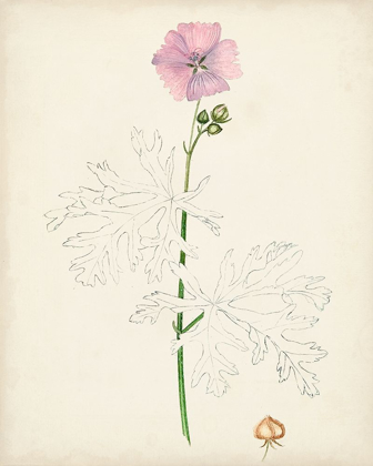 Picture of WATERCOLOR BOTANICAL SKETCHES III