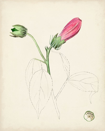 Picture of WATERCOLOR BOTANICAL SKETCHES IV