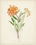 Picture of WATERCOLOR BOTANICAL SKETCHES VI