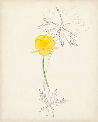 Picture of WATERCOLOR BOTANICAL SKETCHES VII