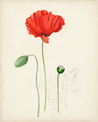 Picture of WATERCOLOR BOTANICAL SKETCHES IX