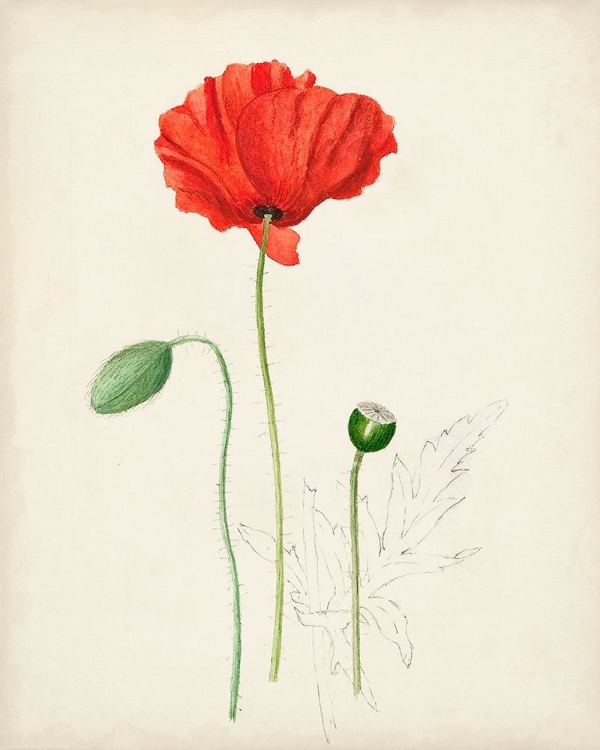 Picture of WATERCOLOR BOTANICAL SKETCHES IX