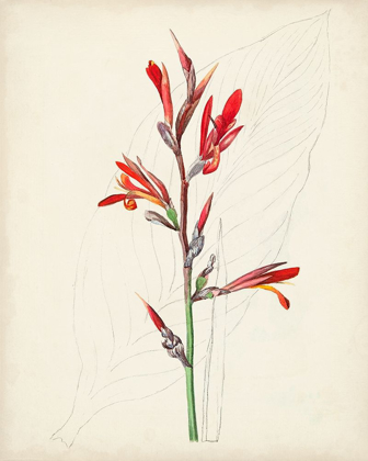 Picture of WATERCOLOR BOTANICAL SKETCHES XII