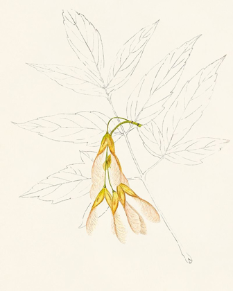 Picture of WATERCOLOR LEAF SKETCHES III