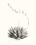 Picture of GRAPHIC SUCCULENTS IV