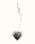 Picture of GRAPHIC SUCCULENTS VI