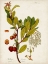 Picture of ANTIQUE GREENERY VI