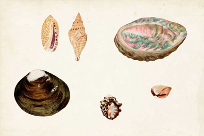 Picture of ANTIQUE SHELL ANTHOLOGY VIII