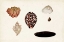 Picture of ANTIQUE SHELL ANTHOLOGY IX