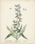 Picture of ANTIQUE HERBS II