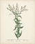 Picture of ANTIQUE HERBS IV