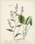 Picture of ANTIQUE HERBS V