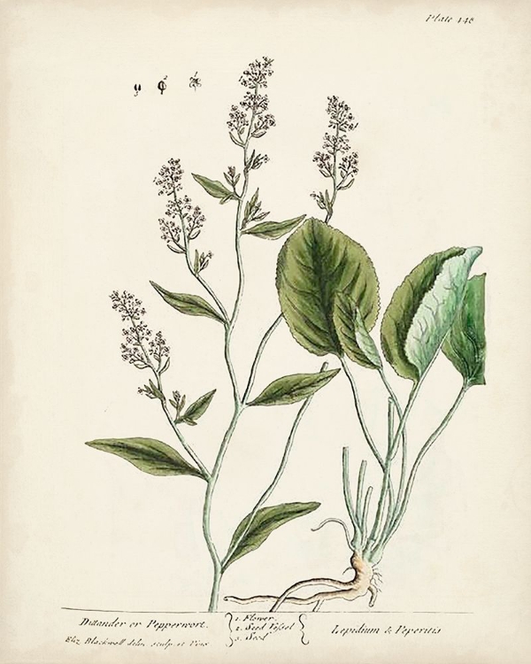 Picture of ANTIQUE HERBS V